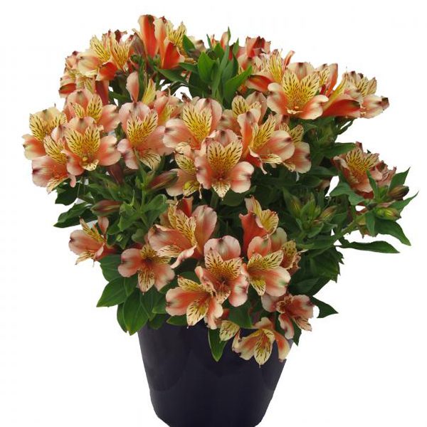 A black pot brimming with lush green leaves and abundant peach-colored 'Inca Husky' Peruvian Lily (Alstroemeria), their petals adorned with yellow and dark streaks - Photo Courtesy of Gulley Greenhouse. Decorative pot not included.