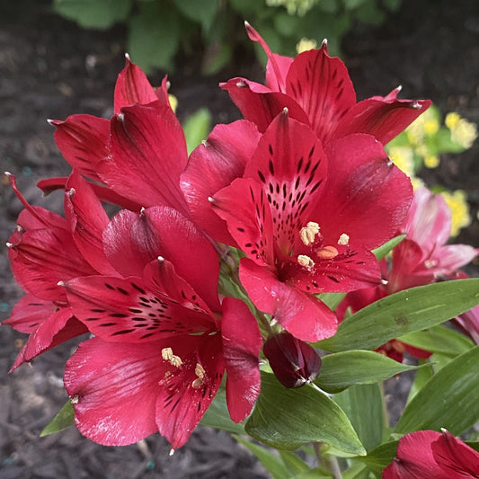 Inca Lolly' Peruvian Lily (Alstroemeria) - Photo Property of Garden Crossings LLC
