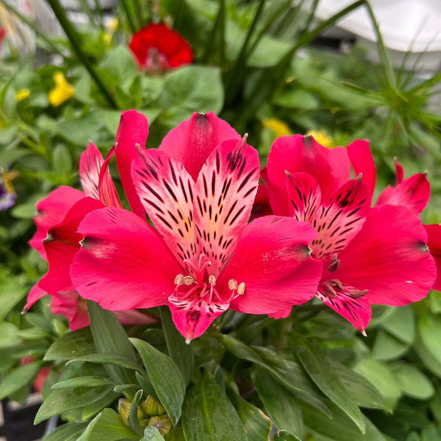 Close-up of vibrant pink 'Inca Lolly' Peruvian Lily (Alstroemeria) with white and dark petal streaks, set against green foliage and softly blurred colorful blooms in the background - Photo Property of Garden Crossings LLC.