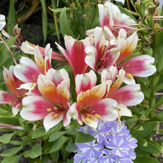 Inca Lucky' Peruvian Lily (Alstroemeria) - Photo Property of Garden Crossings LLC