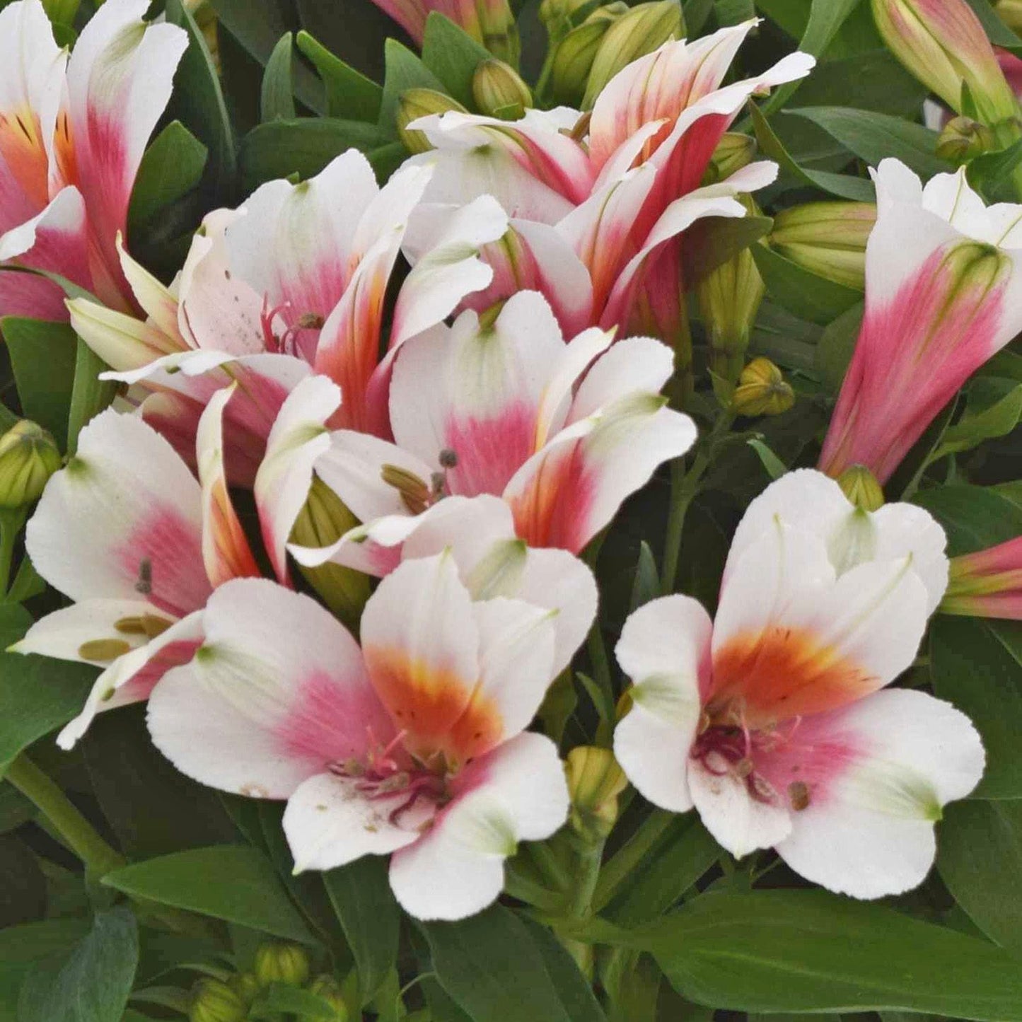 Inca Lucky' Peruvian Lily (Alstroemeria) - Photo Courtesy of Gulley Greenhouse