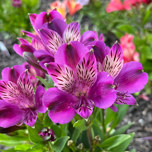 Inca Noble' Peruvian Lily (Alstroemeria) - Photo Property of Garden Crossings LLC