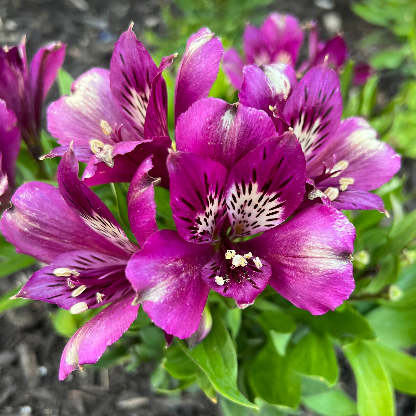 Inca Noble' Peruvian Lily (Alstroemeria) - Photo Property of Garden Crossings LLC
