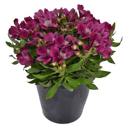 Inca Noble' Peruvian Lily (Alstroemeria) - Photo Courtesy of Gulley Greenhouse