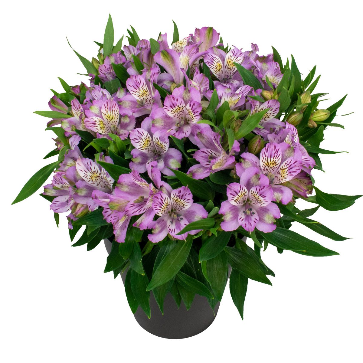A black pot brimming with lush green leaves and vibrant purple 'Inca Ocean' Peruvian Lily (Alstroemeria) featuring white and yellow markings, set against a white background - Photo Courtesy of Gulley Greenhouse. Decorative pot not included.