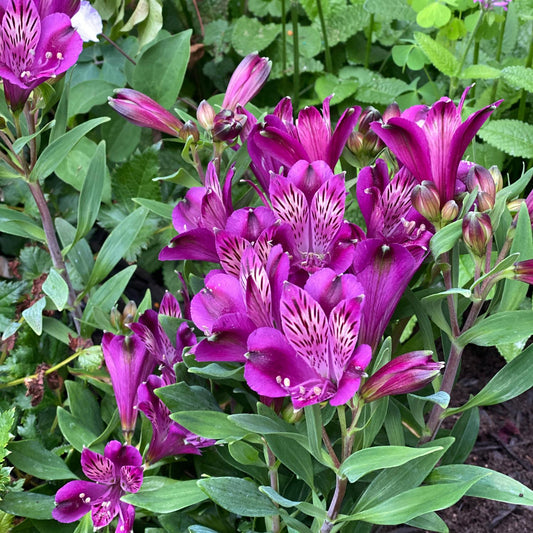 Inca Replay' Peruvian Lily (Alstroemeria) - Photo Property of Garden Crossings LLC