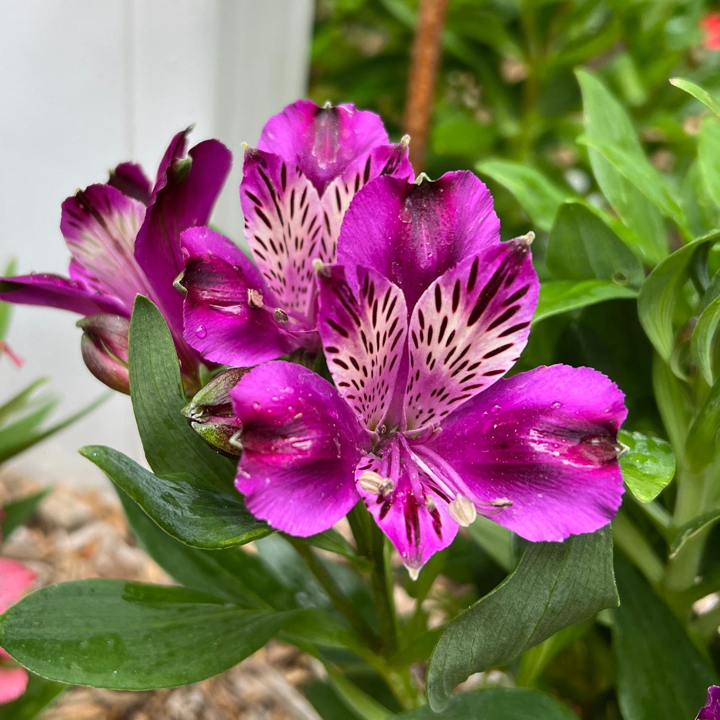 Inca Replay' Peruvian Lily (Alstroemeria) - Photo Property of Garden Crossings LLC