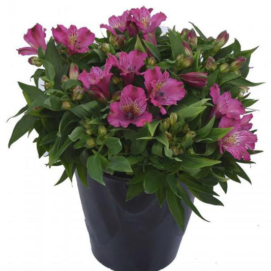 Inca Replay' Peruvian Lily (Alstroemeria) - Photo Courtesy of Gulley Greenhouse