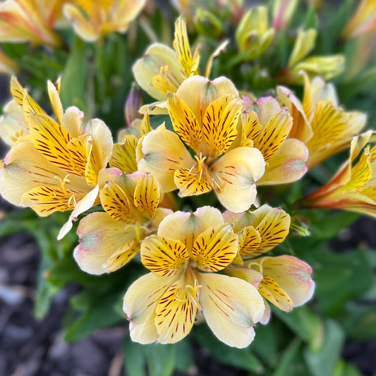 Inca Rio' Peruvian Lily (Alstroemeria) - Photo Property of Garden Crossings LLC