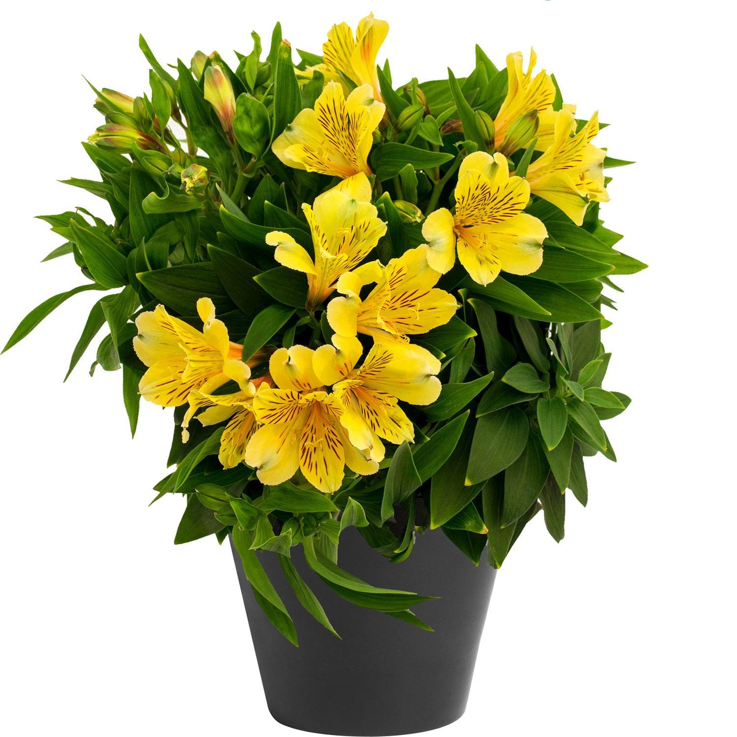 A black pot displays vibrant yellow 'Inca Rio' Peruvian Lily (Alstroemeria) with lush green leaves, set against a white background - Photo Courtesy of Gulley Greenhouse. Decorative pot not included.