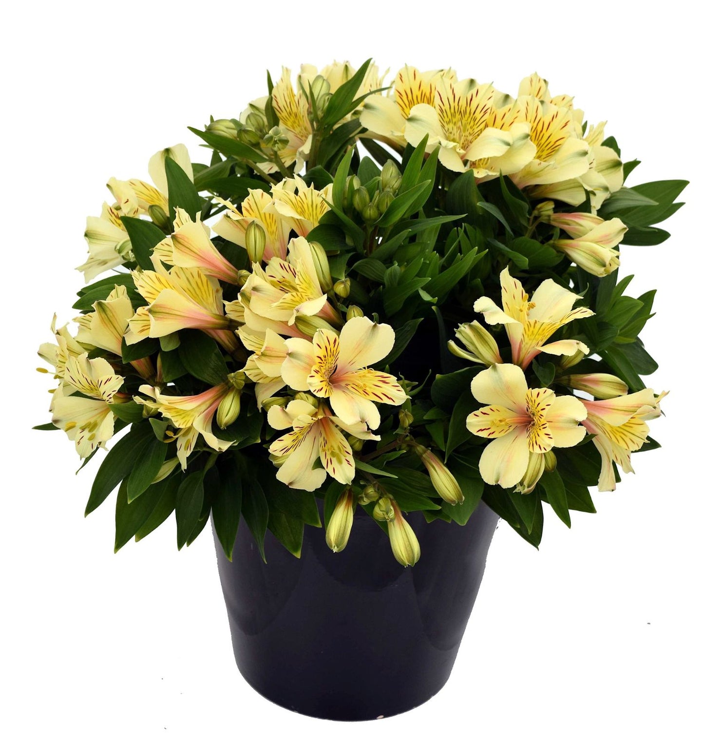 Inca Sundance' Peruvian Lily (Alstroemeria) - Photo Courtesy of Ball Horticulure, Inc.