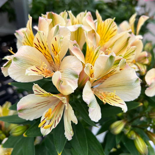 Inca Sundance' Peruvian Lily (Alstroemeria) - Photo Property of Garden Crossings LLC