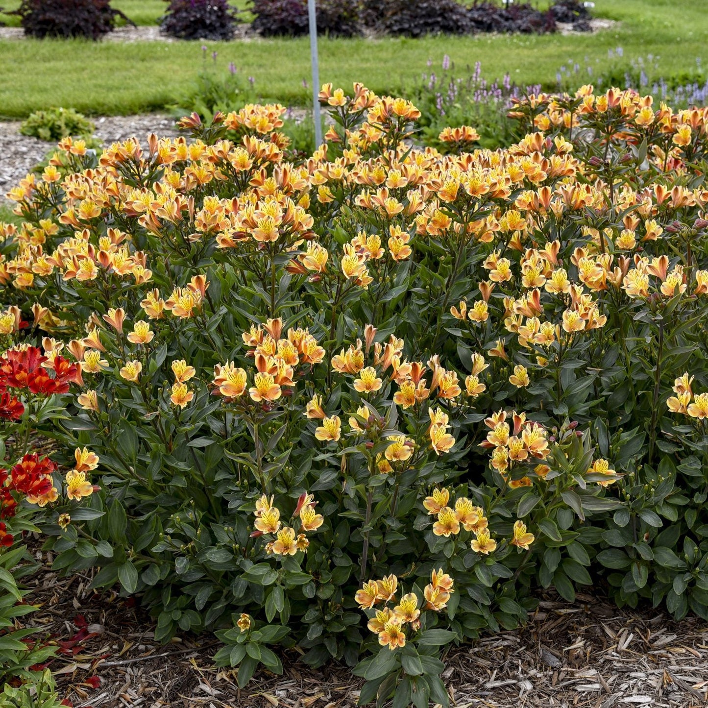 A vibrant cluster of Summer Breeze Peruvian Lily (Alstroemeria) blooms in a mulched garden bed, bordered by grass and complemented by other long-blooming perennials in the background - Photo Courtesy of Walters Gardens, Inc.