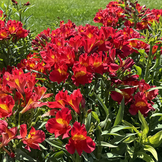 Summer Heat Peruvian Lily (Alstroemeria) - Photo Property of Garden Crossings LLC