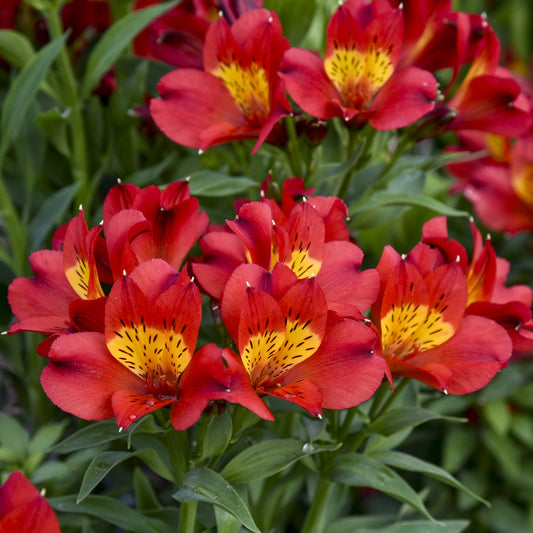 Summer Heat Peruvian Lily (Alstroemeria) - Photo Courtesy of Proven Winners, Inc.
