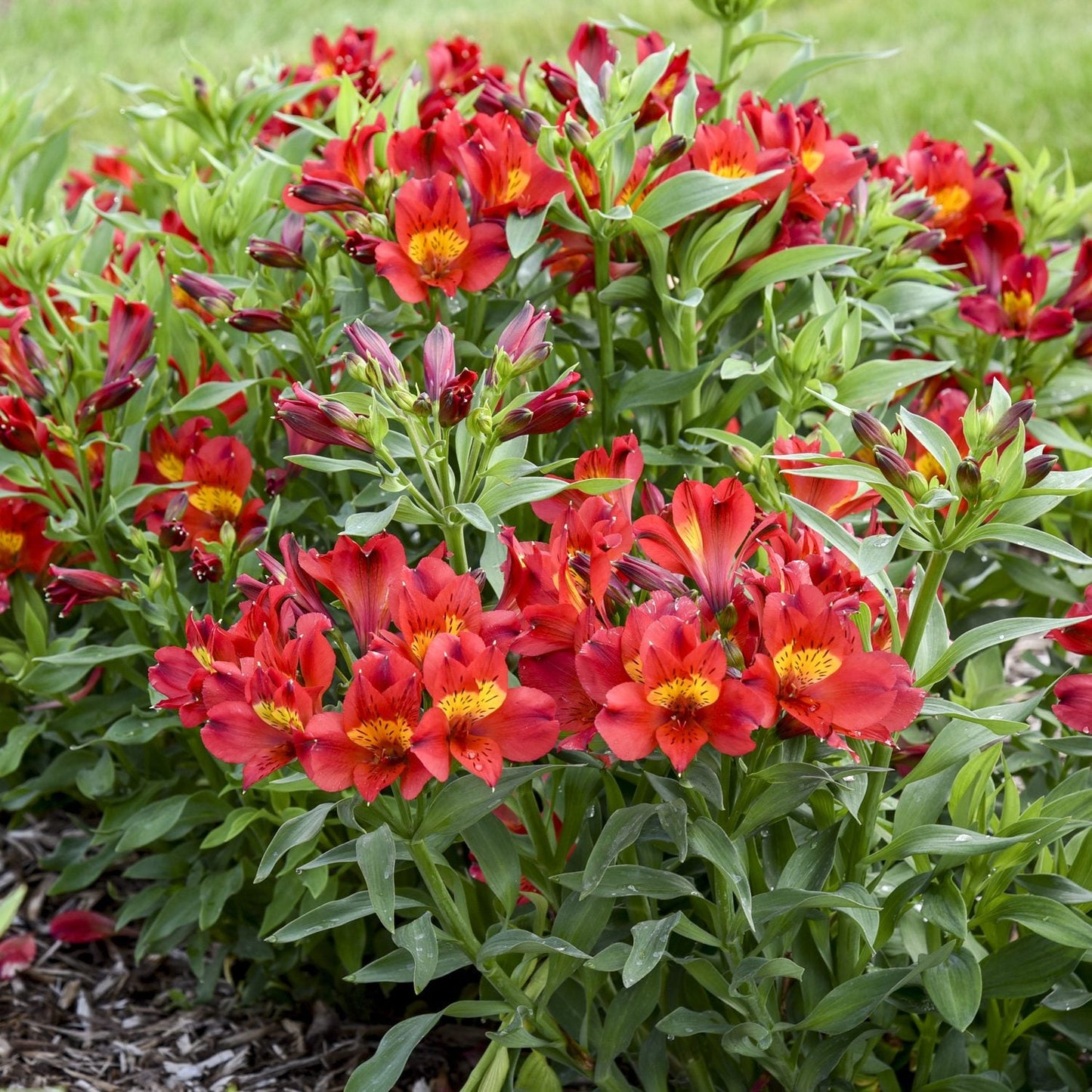 Summer Heat Peruvian Lily (Alstroemeria) displays clusters of vibrant red perennial blooms set against lush green foliage, mulched garden soil beneath, and grassy background - Photo Courtesy of Proven Winners, Inc.