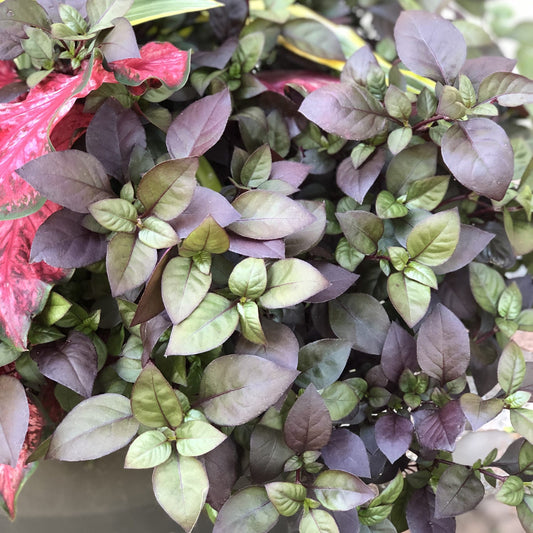 A close-up of Plum Dandy™ Alternanthera reveals lush, oval leaves in green and deep purple with a few bright pinkish-red ones. The densely clustered foliage is perfect for container gardening - Photo Property of Garden Crossings LLC. Decorative pot not included.