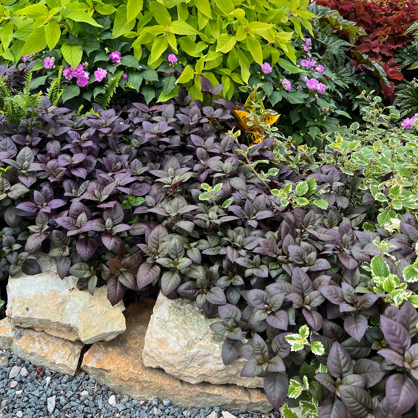 Plum Dandy™ Alternanthera - Photo Property of Garden Crossings LLC