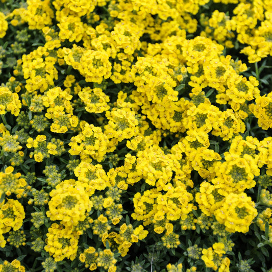 Golden Spring' Alyssum (Aurinia) - Photo Courtesy of Ball Horticulure, Inc.