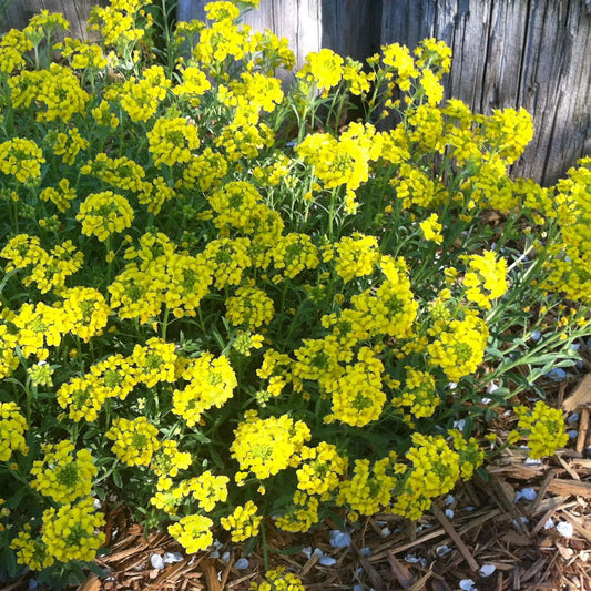 Golden Spring' Alyssum (Aurinia) - Photo Courtesy of Ball Horticulure, Inc.