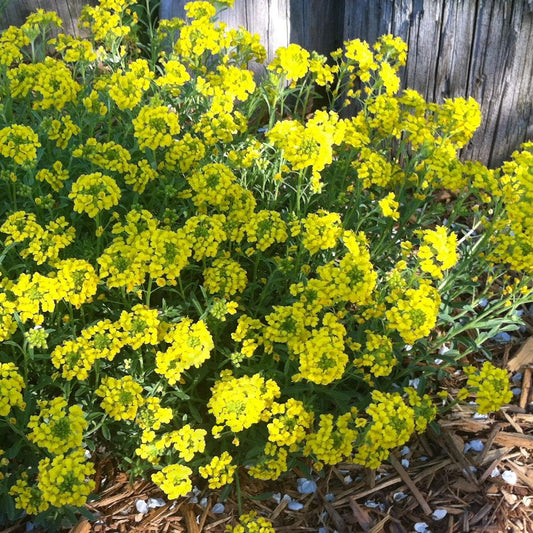 Bright yellow 'Golden Spring' Alyssum (Aurinia) flowers with green stems bloom by a weathered wooden fence, surrounded by wood chips and sunlight - Photo Courtesy of Ball Horticulture, Inc.