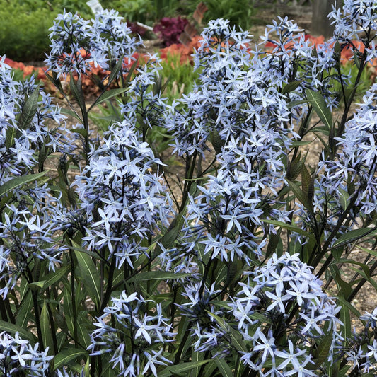 Close-up of several stems of 'Storm Cloud' Bluestar (Amsonia) featuring clusters of blue star-shaped flowers and slender green leaves. - Photo Property of Garden Crossings LLC.