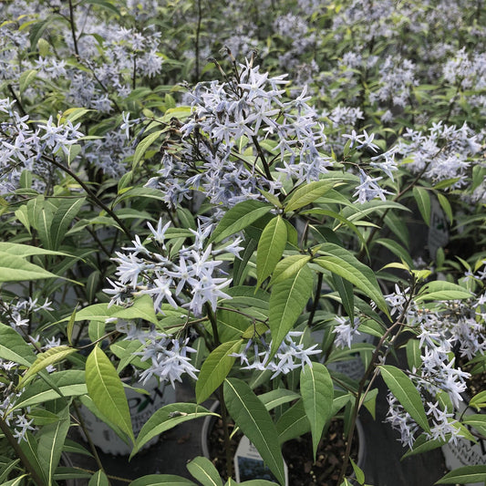 Close-up of 'Storm Cloud' Bluestar (Amsonia) with slender green leaves and blue star-shaped flowers growing in small pots at a nursery - Photo Property of Garden Crossings LLC.