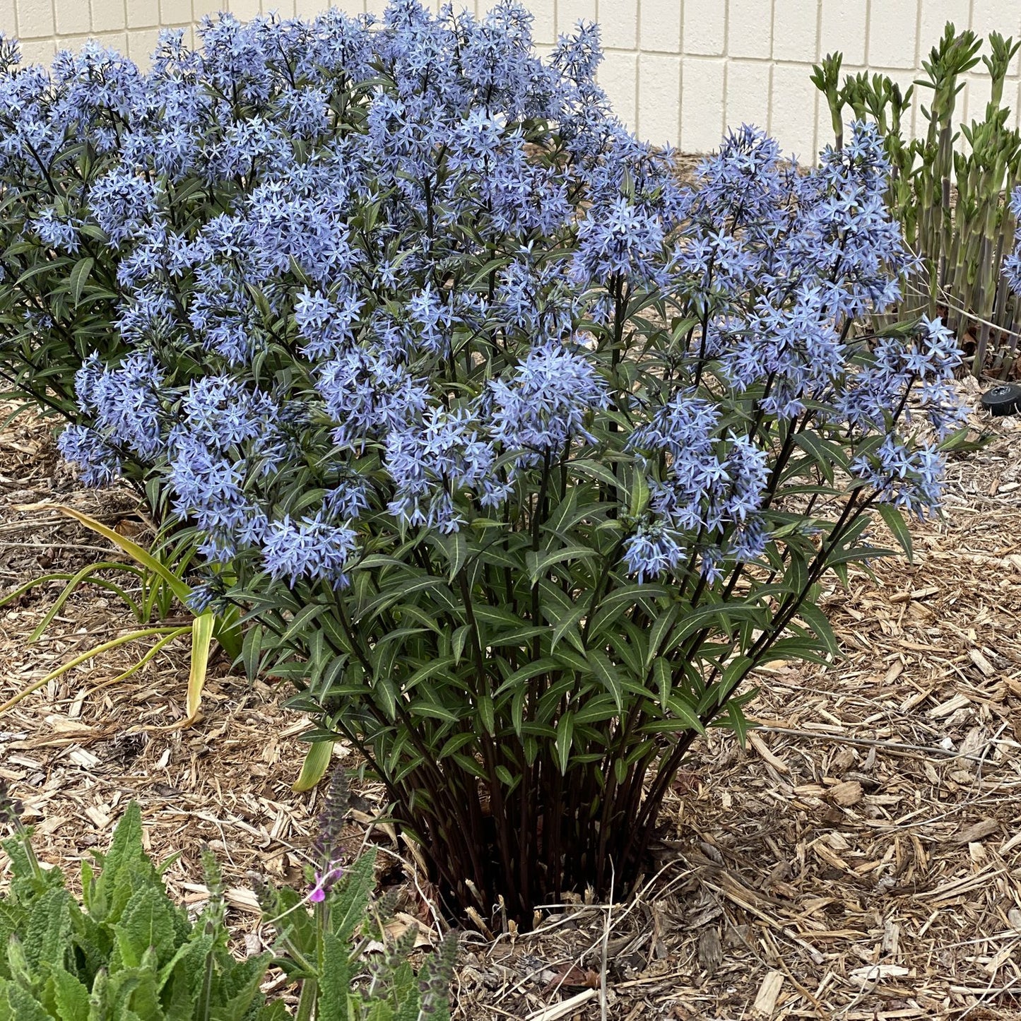 Storm Cloud' Bluestar (Amsonia) - Photo Property of Garden Crossings LLC