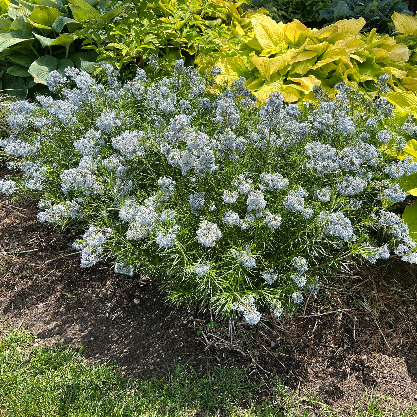 String Theory' Bluestar (Amsonia) - Photo Property of Garden Crossings LLC