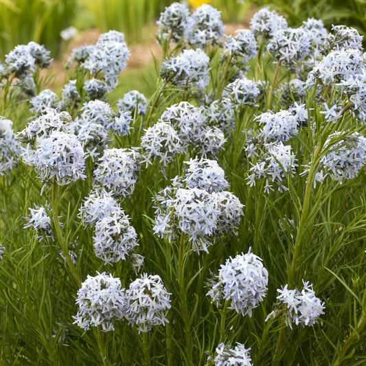 Clusters of pale blue, star-shaped 'String Theory' Bluestar (Amsonia) flowers bloom on slender green stems with narrow leaves - Photo Courtesy of Walters Gardens, Inc.