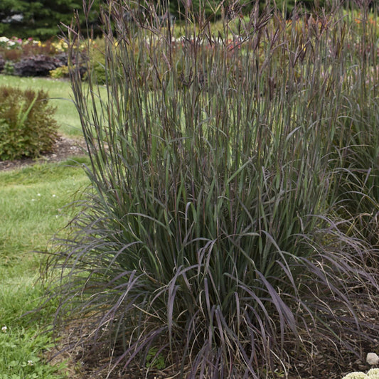 Blackhawk' Big Blue Stem Grass (Andropogon) - Photo Courtesy of Walters Gardens, Inc.