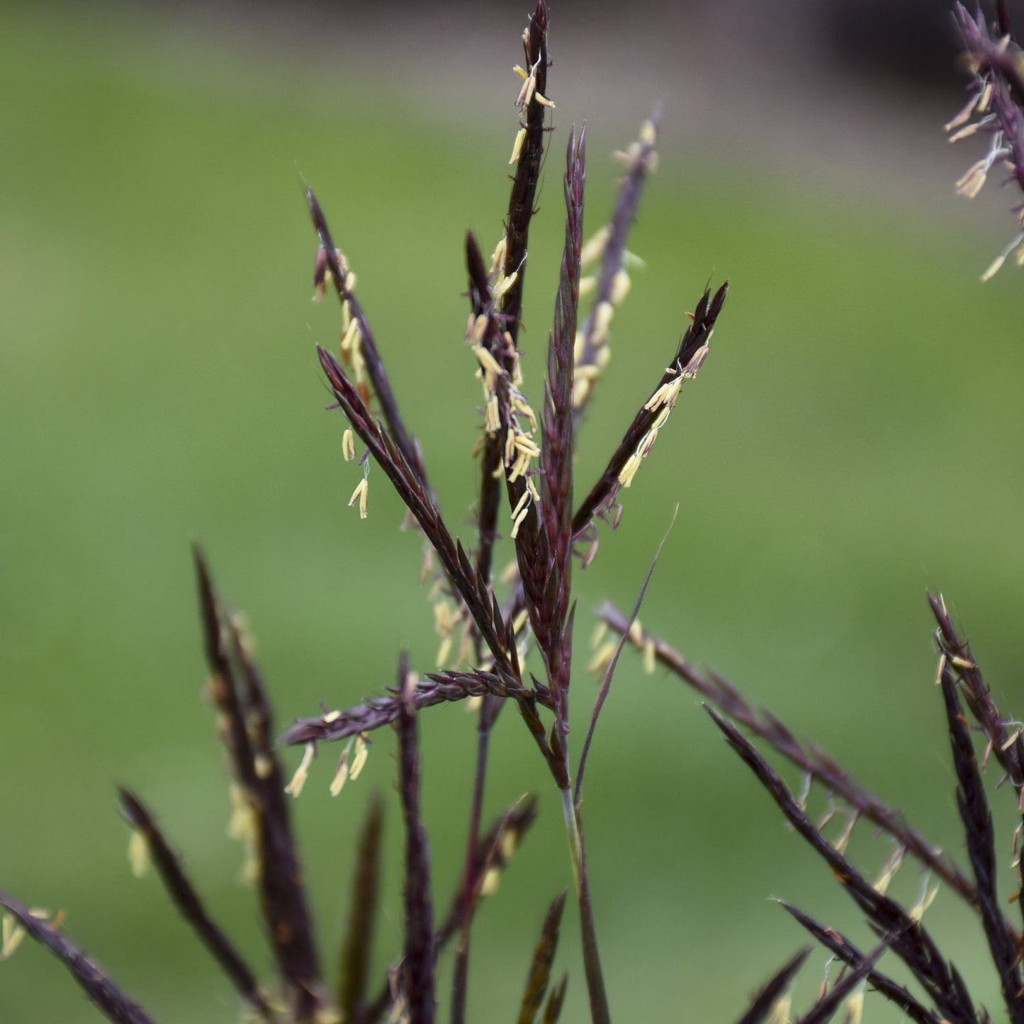 Blackhawk' Big Blue Stem Grass (Andropogon) - Photo Courtesy of Walters Gardens, Inc.
