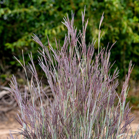 Purple-toned ornamental grass with fine, wispy seed heads and narrow blue-green leaves, photographed outdoors against a blurred green foliage background. - Photo Courtesy of Walters Gardens, Inc.