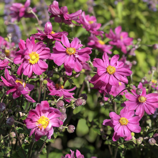 The 'Curtain Call Deep Rose' Japanese Anemone features clusters of vibrant pink flowers with yellow centers, blooming late summer amid green foliage - Photo Property of Garden Crossings LLC.