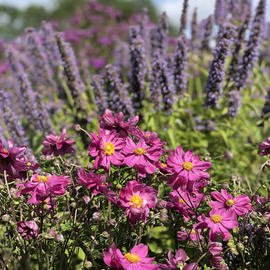 'Curtain Call Deep Rose' Japanese Anemone displays vibrant purple-pink flowers with yellow centers amid green foliage, creating a striking foreground, while tall lavender flower spikes rise behind for late summer color - Photo Property of Garden Crossings LLC.