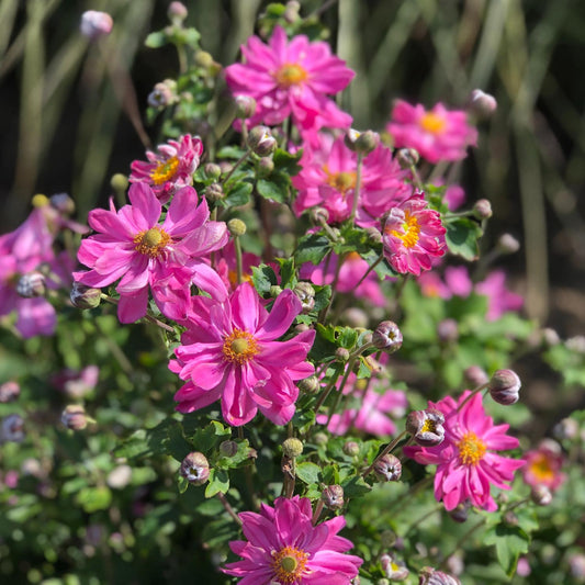 A cluster of 'Curtain Call Pink' Japanese Anemone flowers with yellow centers and pink petals blooms on green stems amid buds and foliage against a softly blurred outdoor background - Photo Property of Garden Crossings LLC.