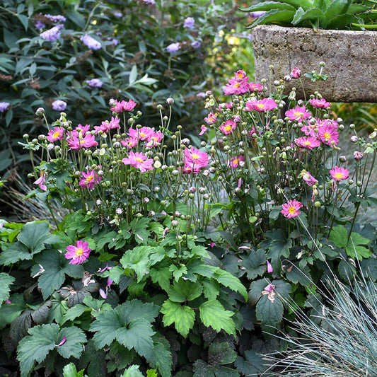 Clusters of 'Curtain Call Pink' Japanese Anemone with pink flowers and yellow centers bloom among green foliage in a garden, partially shaded by a stone structure - Photo Courtesy of Walters Gardens, Inc.