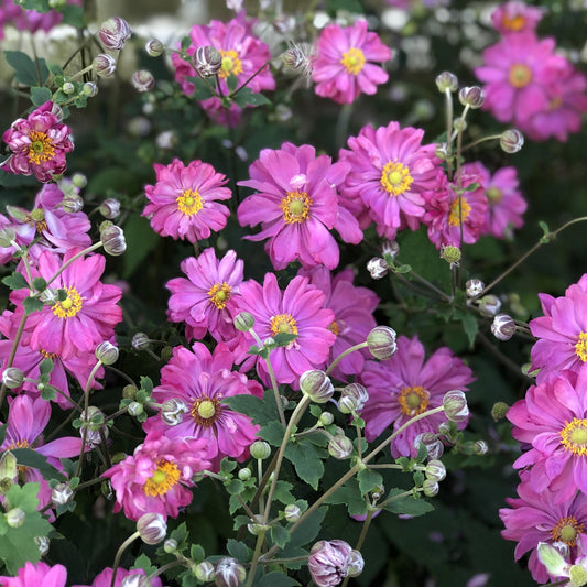 Fall in Love® 'Sweetly' Japanese Anemone - Photo Property of Garden Crossings LLC