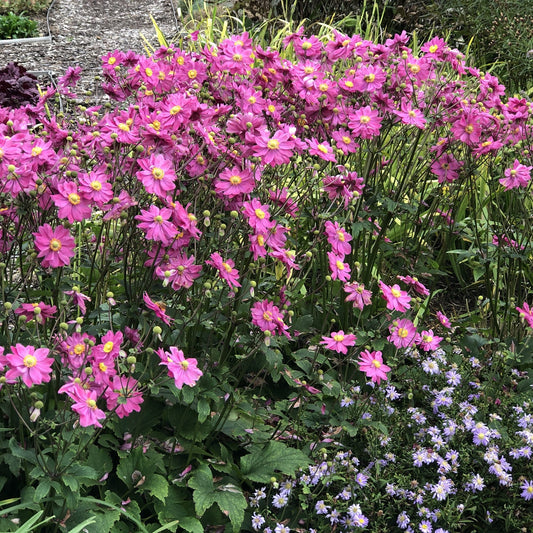 Fall in Love® 'Sweetly' Japanese Anemone - Photo Property of Garden Crossings LLC