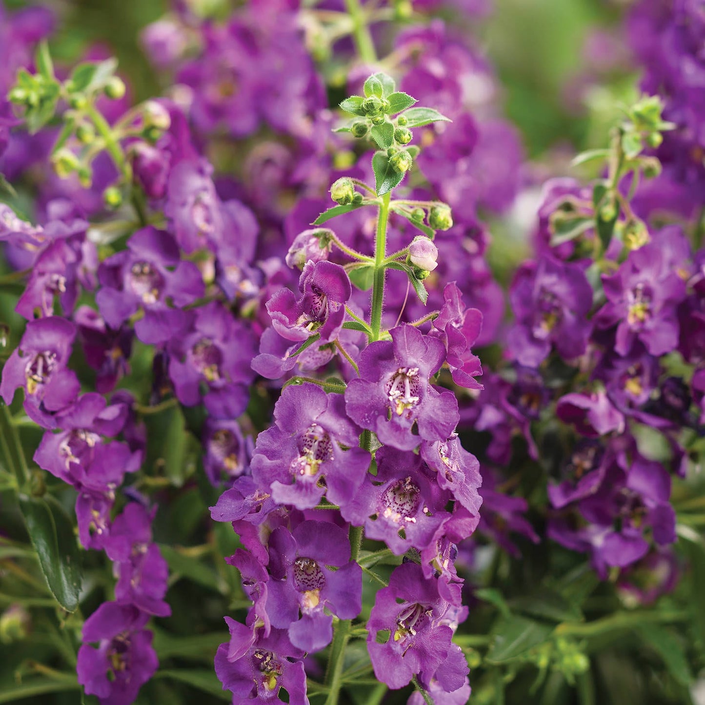 Angelface® Blue Summer Snapdragon (Angelonia) - Photo Courtesy of Proven Winners, Inc.