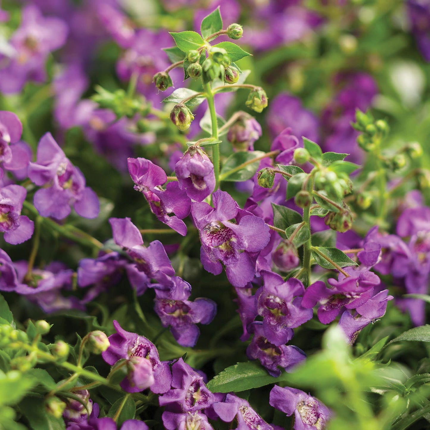Angelface® Cascade Blue Summer Snapdragon (Angelonia) - Photo Courtesy of Proven Winners, Inc.