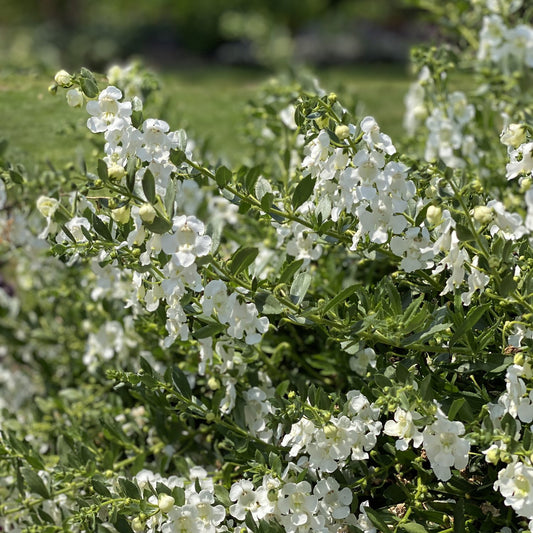 Angelface® Cascade Snow Summer Snapdragon (Angelonia) - Photo Property of Garden Crossings LLC