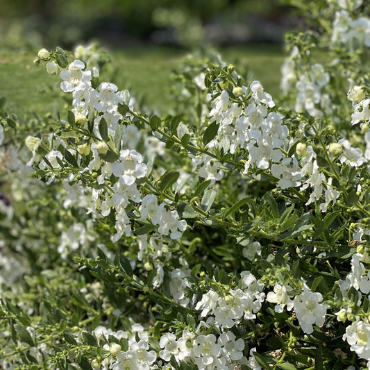 White blooms of Angelface® Cascade Snow Summer Snapdragon (Angelonia) cover green stems with narrow leaves, standing out in the garden. Sunlight enhances their delicate look - Photo Property of Garden Crossings LLC.