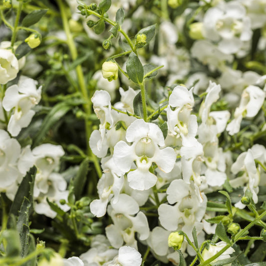 Angelface® Cascade Snow Summer Snapdragon (Angelonia) - Photo Courtesy of Proven Winners, Inc.