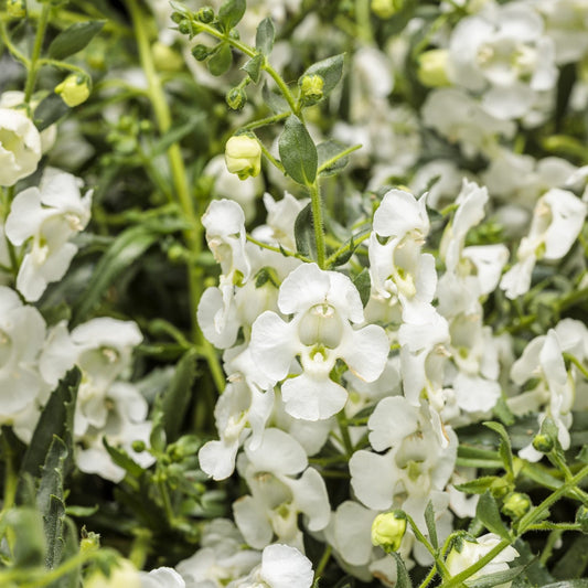 Close-up of blooming Angelface® Cascade Snow Summer Snapdragon (Angelonia) with green leaves and buds - Photo Courtesy of Proven Winners, Inc.