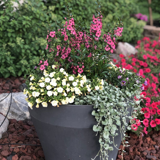 A large gray planter features Angelface® Perfectly Pink Summer Snapdragon (Angelonia) with pink blooms, white and yellow flowers, and trailing greenery, set in a landscaped garden with red mulch and other blooming plants in the background - Photo Property of Garden Crossings LLC. Decorative pot not included.