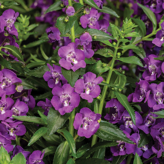 Clusters of vibrant purple Angelface® Super Blue Summer Snapdragon (Angelonia) flowers with green leaves and white-centered blossoms create a lush display - Photo Courtesy of Proven Winners, Inc.