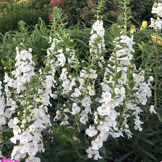 Tall spikes of Angelface® Super White Summer Snapdragon (Angelonia) bloom above green foliage, accented by lush plants and touches of pink and red flowers in the garden background - Photo Property of Garden Crossings LLC.