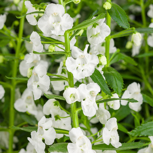 Close-up of Angelface® Super White Summer Snapdragon (Angelonia) with delicate white petals on upright green stems, surrounded by slender leaves and buds - Photo Courtesy of Proven Winners, Inc.