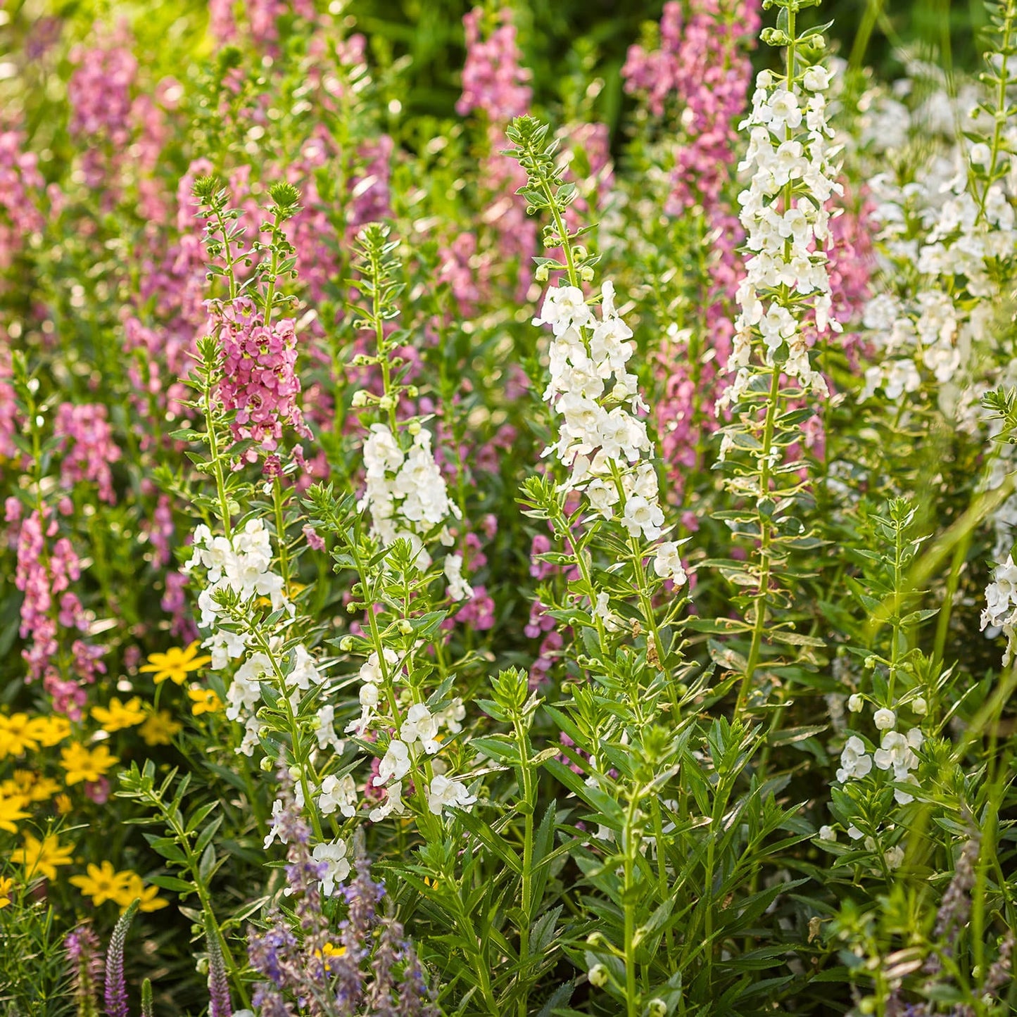Tall white flower spikes of Angelface® Super White Summer Snapdragon (Angelonia) rise above green foliage, with clusters of small yellow flowers and purple blooms in the background, creating a vibrant garden scene - Photo Courtesy of Proven Winners, Inc.